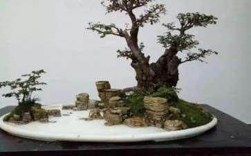 徐家大院川派盆景盆钵之间春光乍泄