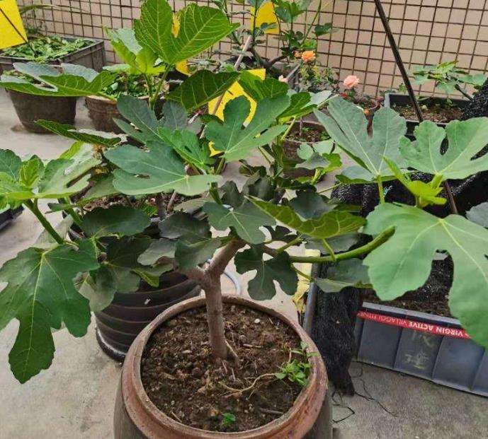 无花果树怎么种在花盆里的3个方法 图片