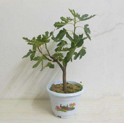 无花果树怎么种在花盆里的3个方法 图片