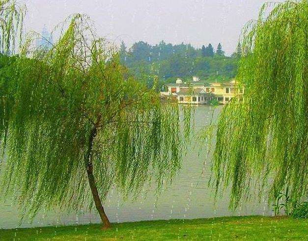 垂柳新品种的市场前景如何