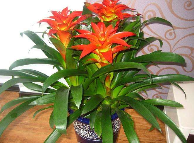 凤梨花的4个主产区市场特点鲜明 图片