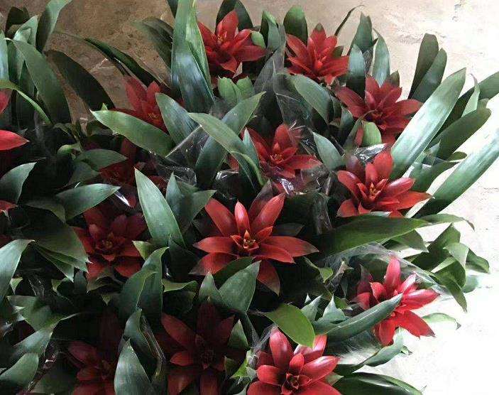 2021年宵凤梨花供应量减 价格平稳