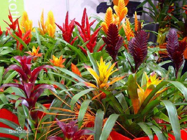 2021年宵凤梨花供应量减 价格平稳