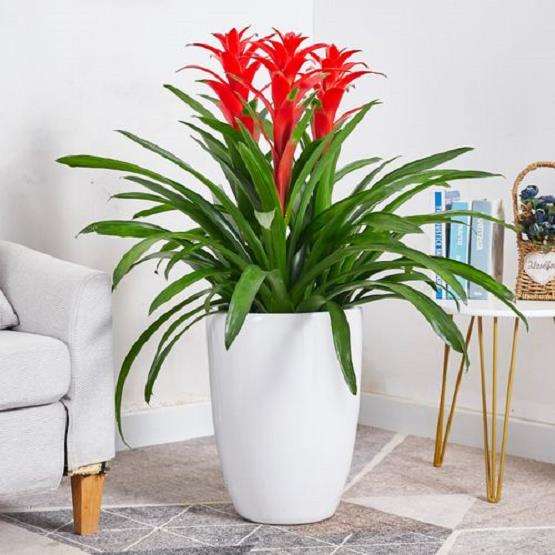 凤梨花怎么做好品质 品牌与渠道