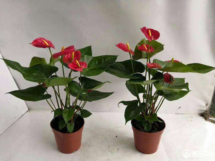 2021 红掌花小规格产品成未来市场增长点