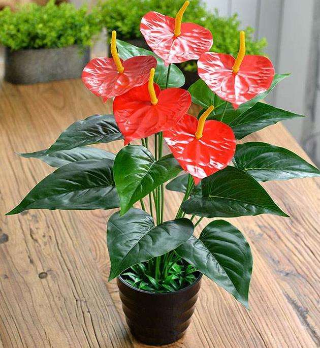 2021年 红掌年宵概念弱化 产品减少