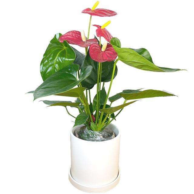 2020年 红掌整体交易量小幅上涨