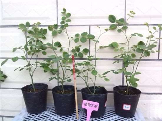 月季小苗怎么栽培的5个要点 图片