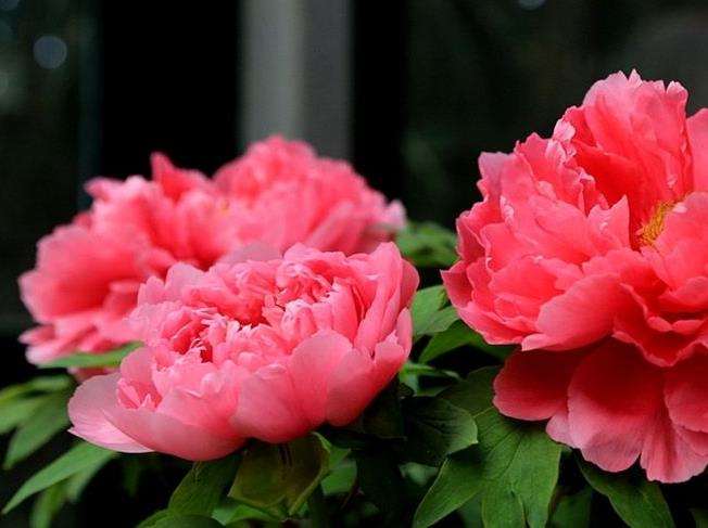 为什么牡丹产量增加好货 不愁卖