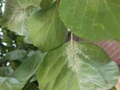 为什么蚜虫是园林植物最常见的虫害