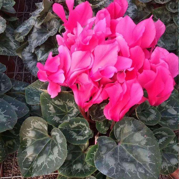 请问 仙客来未来发展方向如何