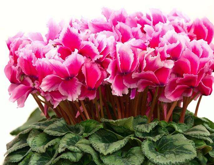 2021 仙客来的品种结构是否有变化