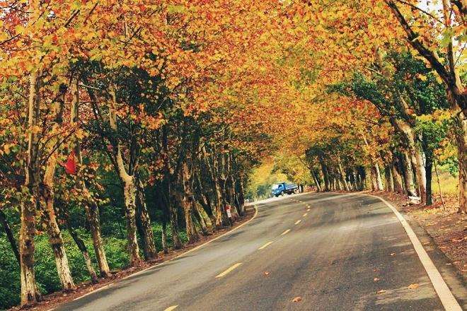 行道树的树种选择及树木产生的不良问题