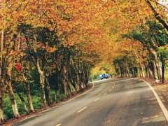 行道树的树种选择及树木产生的不良问题