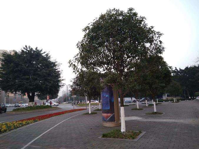 行道树怎么养护管理的12个问题