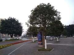 行道树怎么养护管理的12个问题