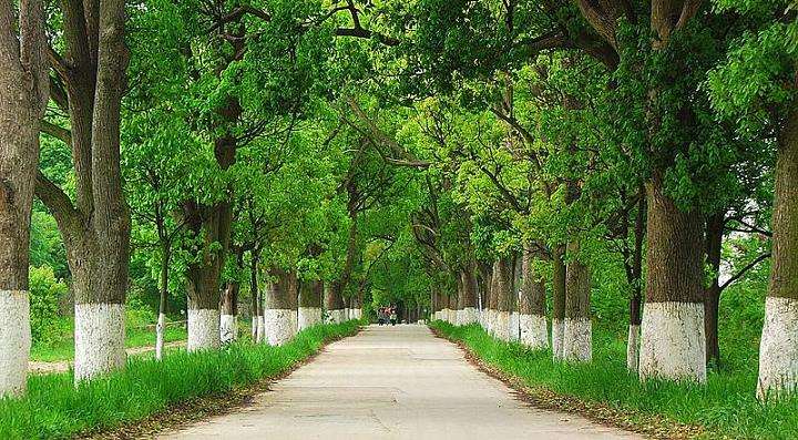 城市特殊环境因素对行道树的6个影响