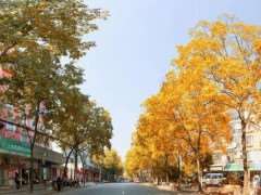 城镇特殊的气候因素对行道树的7个影响