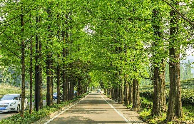 土壤因素对行道树的6个影响