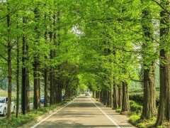 土壤因素对行道树的6个影响