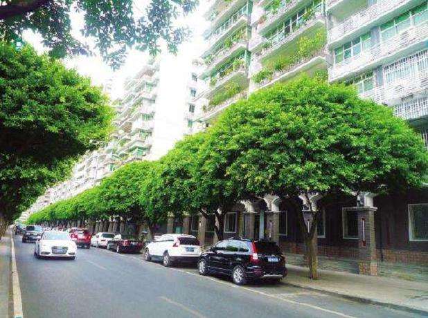 行道树怎么复壮的5个技术