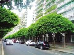 行道树怎么复壮的5个技术