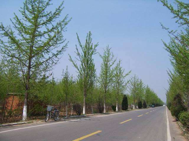 案例解析 行道树怎么复壮的8个流程