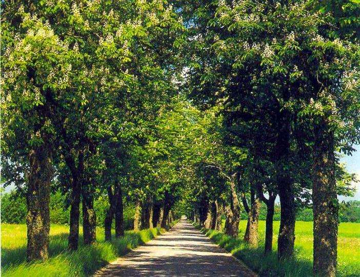 案例解析 行道树怎么复壮的8个流程