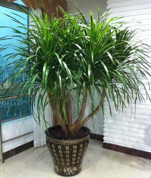 12种想开花的绿植花卉 图片