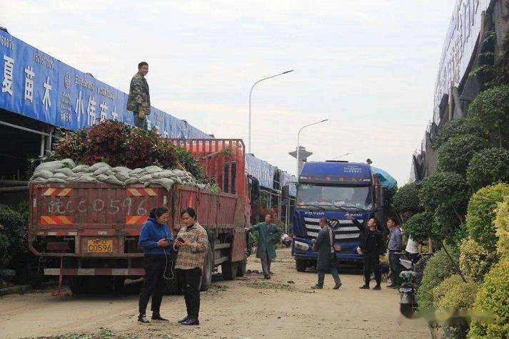 夏溪花木市场秋季行情如何