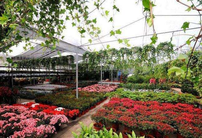 夏溪花木市场的花卉销售出现小高潮