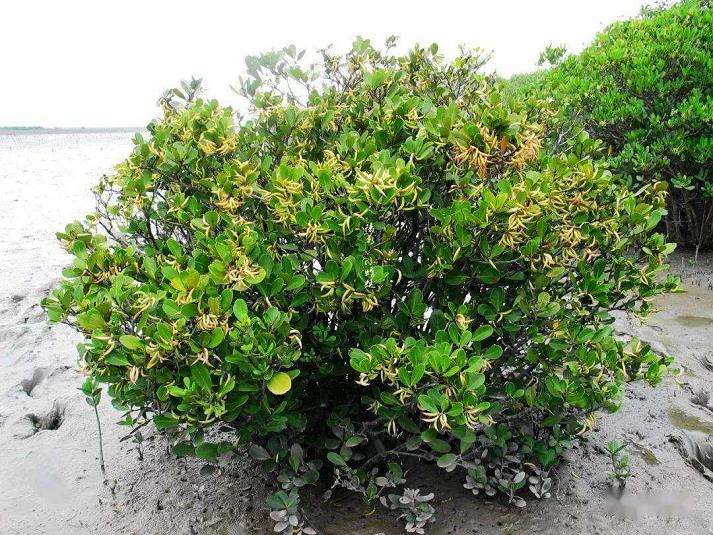 为什么红树植物市场需求非常旺盛