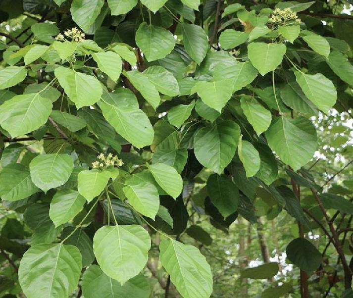 琪桐濒危的4个原因 是什么 图片