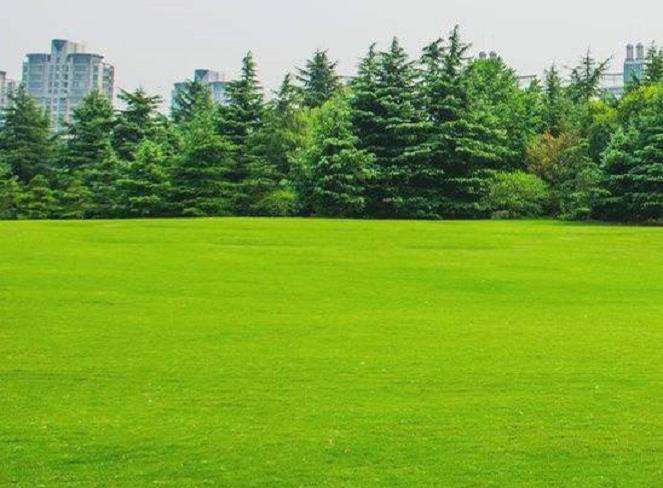 为什么不到两个月 草坪价格翻了2倍