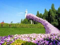 园林造型生长延缓剂 矮秀