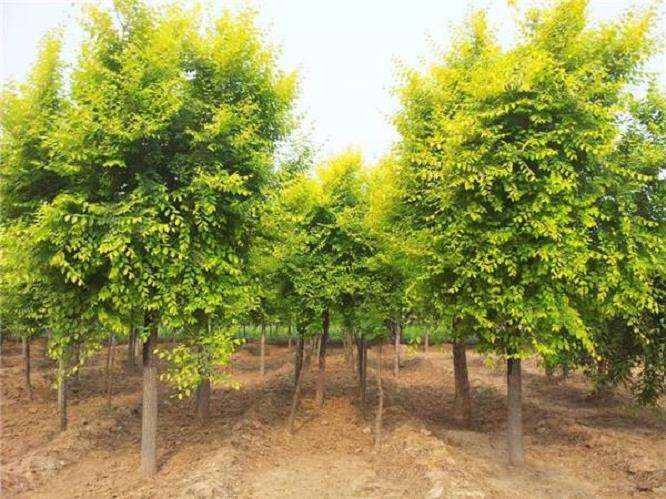 合肥苗木销量与去年相比变化不大