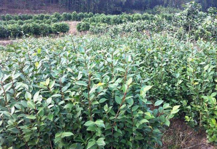 2021 重庆苗圃销量小幅下降 价格较为平稳