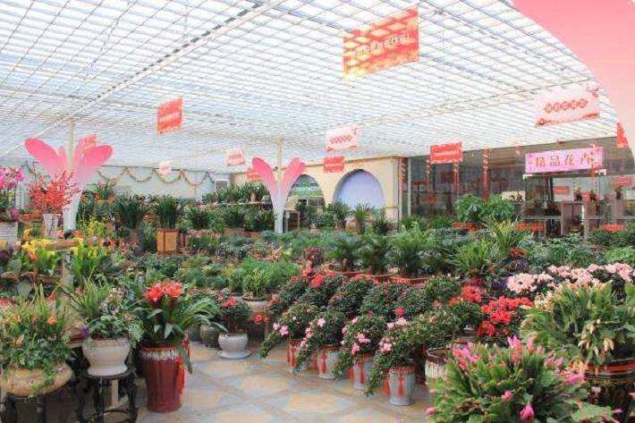 苗木行情非常好