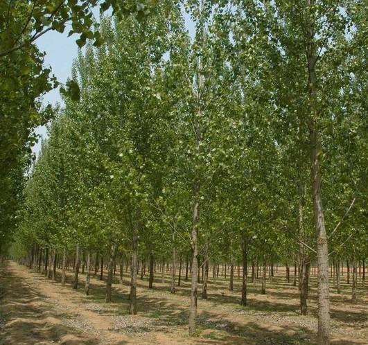 荆州苗木销量下滑