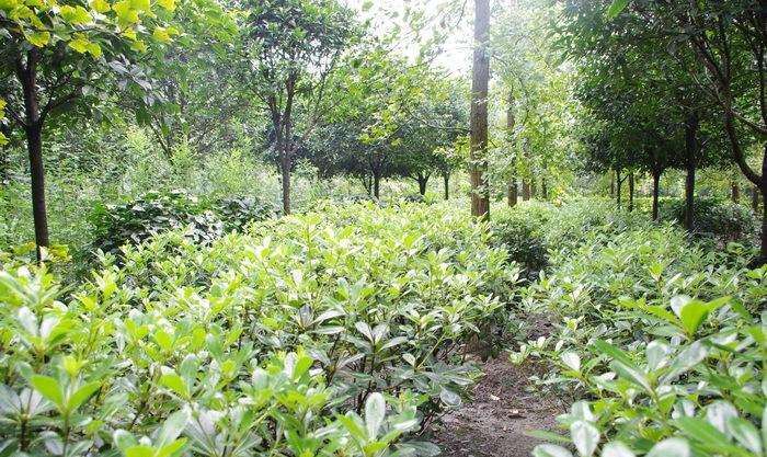 2021 荆州苗木销量下滑 香樟价格上行