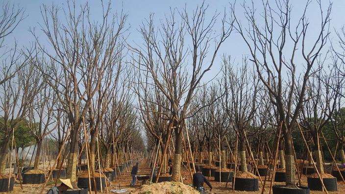 万樟园是家有料的苗企 亩均产值16万