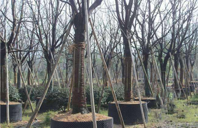 万樟园是家有料的苗企 亩均产值16万2