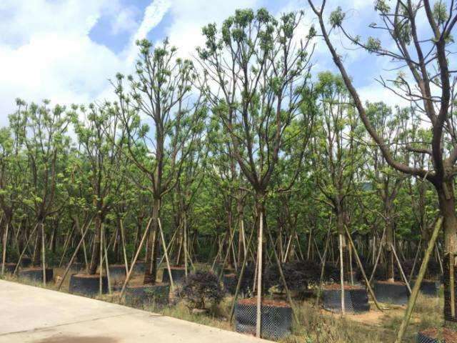 万樟园是家有料的苗企 亩均产值16万3