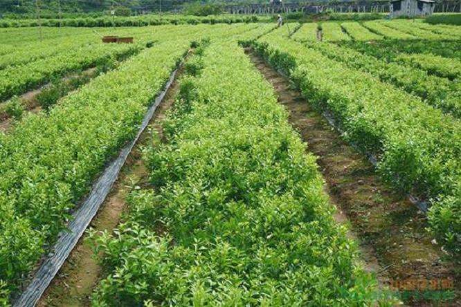内蒙古巴彦淖尔苗木销量并无显著上升