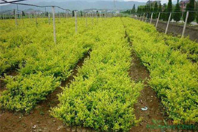 甘肃天水造林苗供不应求价格走高2