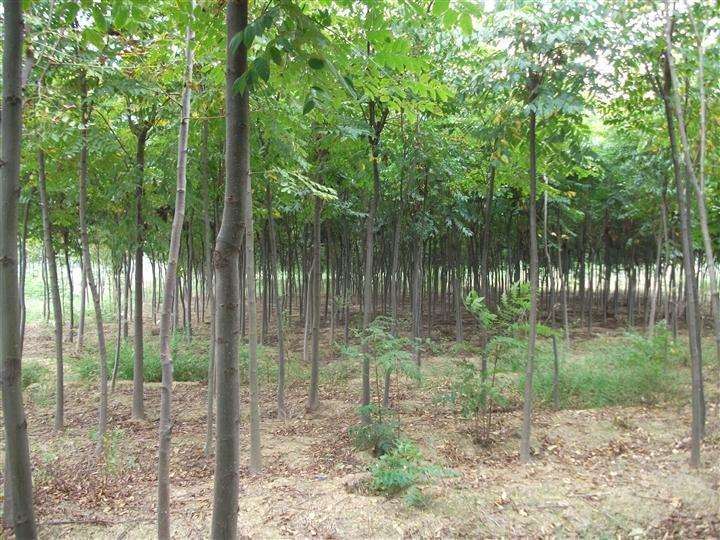 宁夏银川绿化苗木行情普遍下降