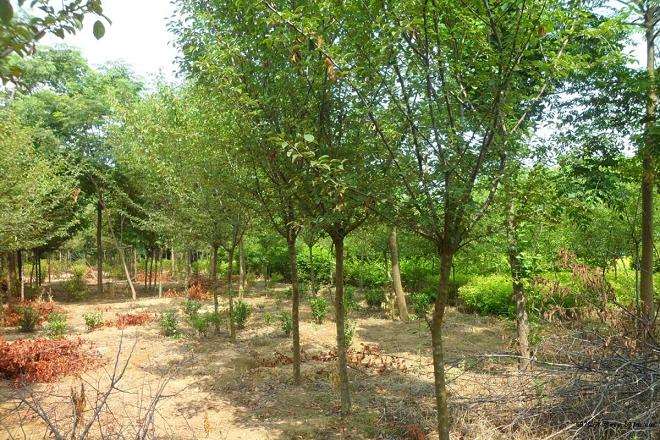 陕西西安苗木价格微涨1