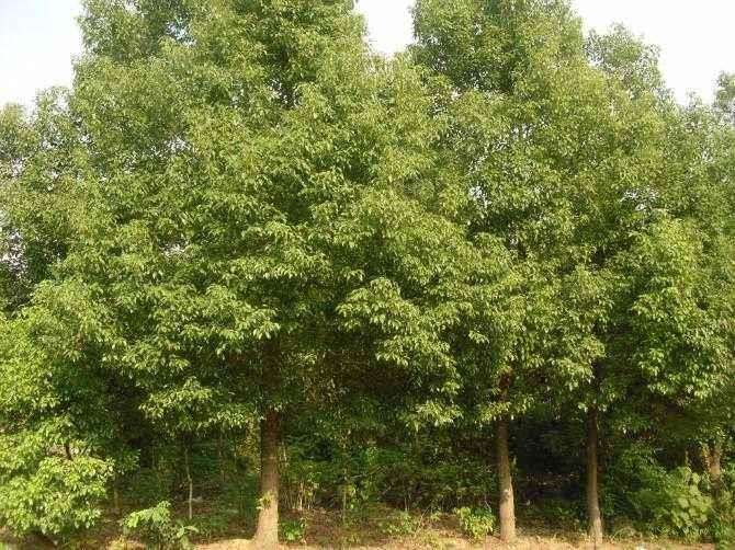 河北保定苗木的销量和价格都比较稳定2