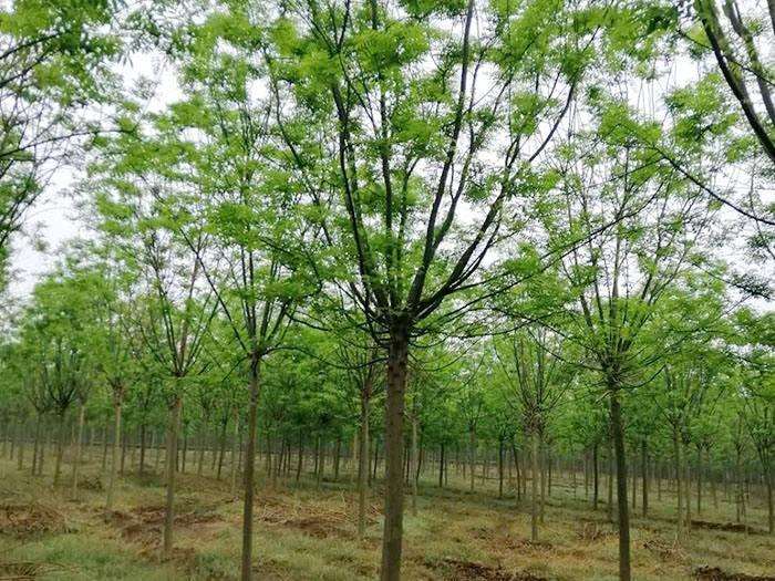 河北保定苗木的销量和价格都比较稳定