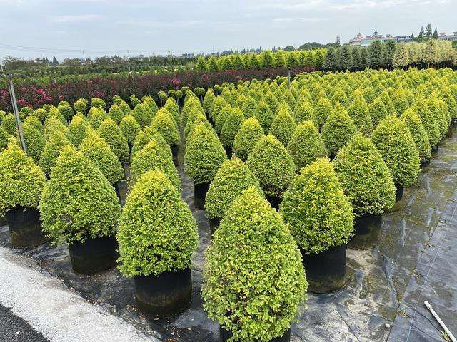 河南栗川苗木行情是近5年来较好的一年